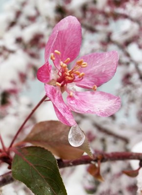 不怕雪埋藏,小萼點珠光