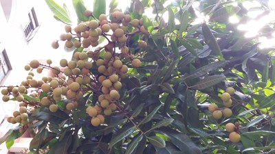 荔枝or龍眼？
