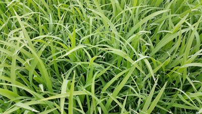 【戀之風(fēng)景】茁壯稻苗