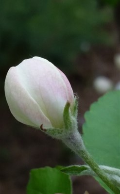 【戀之風景】含苞待放