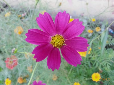 【戀之風(fēng)景】清新小花