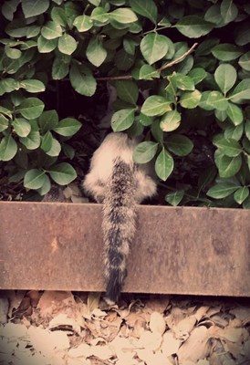 【戀之風景】像鴕鳥一樣