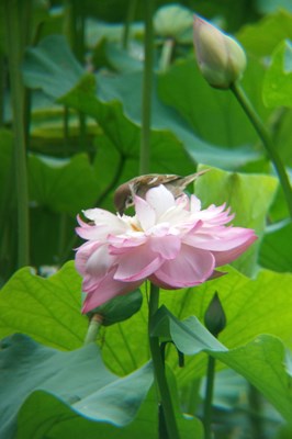 【戀之風景】麻雀與芙蓉