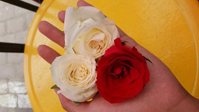 【美麗的ta】手心的玫瑰
