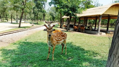 【美麗的ta】鹿的故事