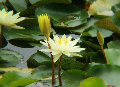 蓮花