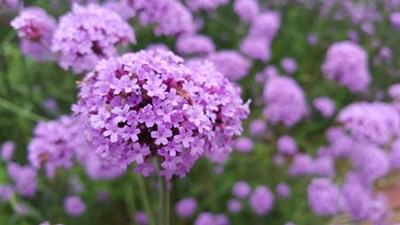 【戀之風景】那些花兒