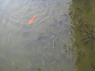【戀之風(fēng)景】魚