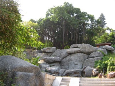 【戀之風(fēng)景】遠(yuǎn)觀千年古樹