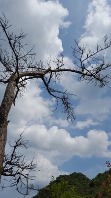 【戀之風(fēng)景】枯松嘆息