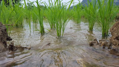 【戀之風(fēng)景】娉婷裊娜