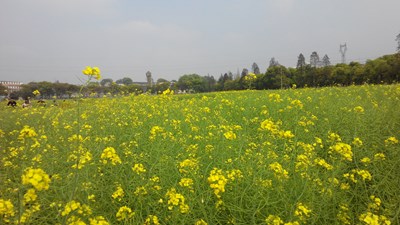 【戀之風景】油菜花