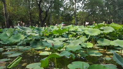 家中院子的花