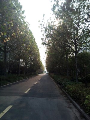 美麗的校園小路