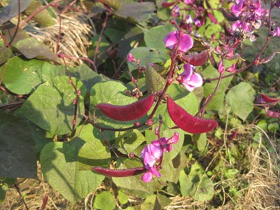茶豆花兒開茶豆果兒摘