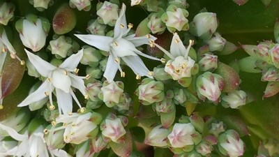 呵呵，拍的一般般，還沒(méi)研究明白