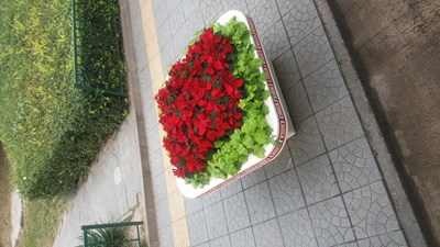 2015-10-14 看一下這是什么花?