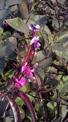 仲秋時(shí)節(jié)看茶豆花