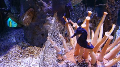 #找出你身邊的隱藏的三星# 放膽來