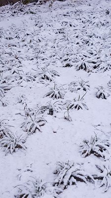 鵝毛大雪
