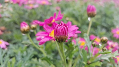 【云南彩云之滇】帶著大E去旅行之彩云之滇。