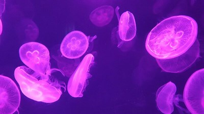 古生物的紋理，不用美圖修飾的美