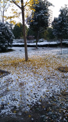 雪白的金黃