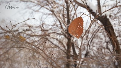 冬雪