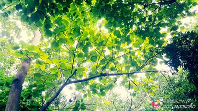 【隆冬百態(tài)】+深圳+漏光的森林