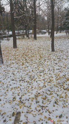 【隆冬百態(tài)】+北京+初雪過后的小公園