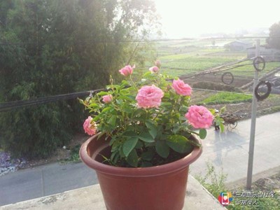 隆冬百態(tài) 廣州