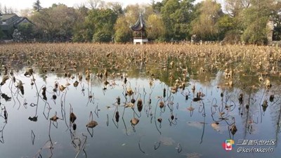 【隆冬百態(tài)】+南潯+一池殘荷