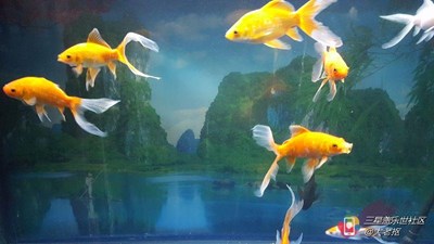 魚