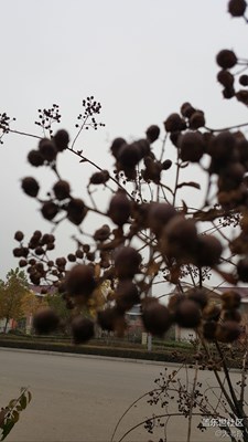 這是啥植物