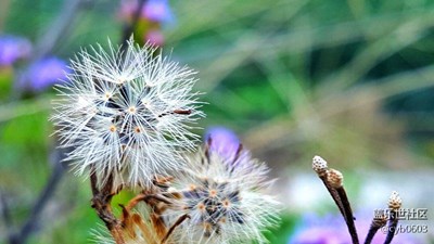 微距拍攝蒲公英(菜鳥極)