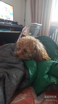 拍張圖秀秀