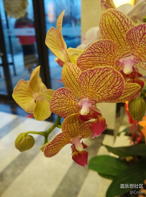 無根之花