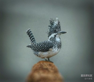 鳥