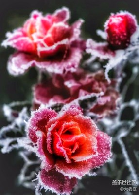 雪玫瑰