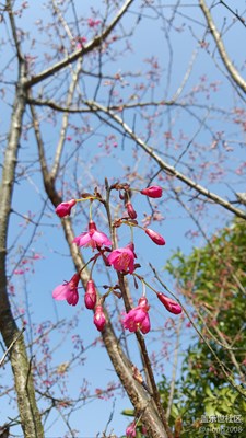 正月初二艷陽天