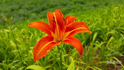 S6 EDGE 花語(yǔ)（上）