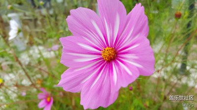 S6 EDGE 花語（下）