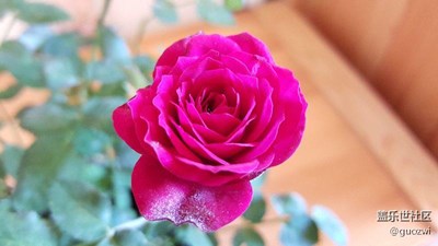 花開富貴