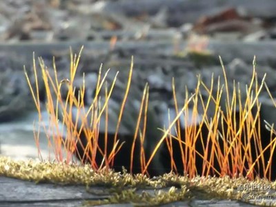 【美圖分享】花草