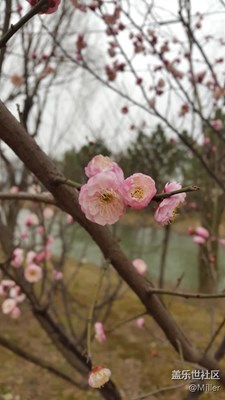 梅花開放！美膩！