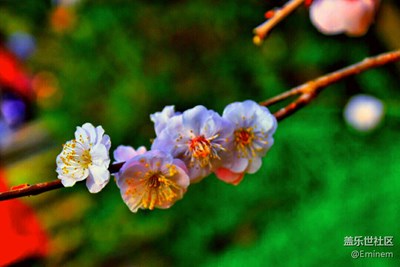 【登園賞花】初春百花齊放，萬物復(fù)蘇。