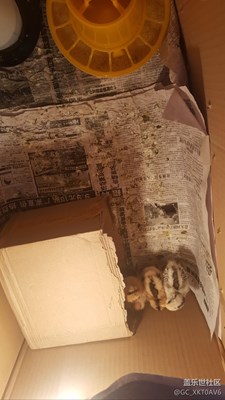 小雞