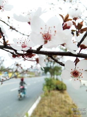 櫻花的祖宗在中國
