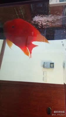 有魚??在室