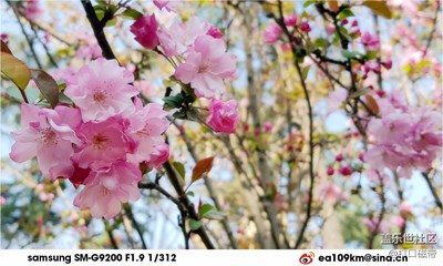 櫻與海棠 G9200
